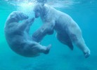 Zoo